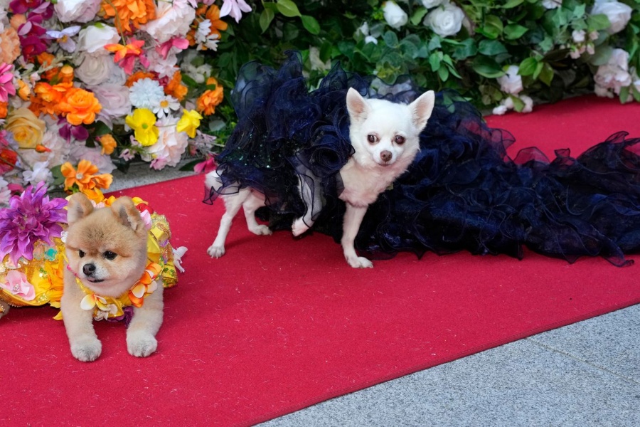 ‘पेटगाला’को रेडकार्पेटमा कुकुरको 'क्याटवाक'  (तस्वीरसहित)