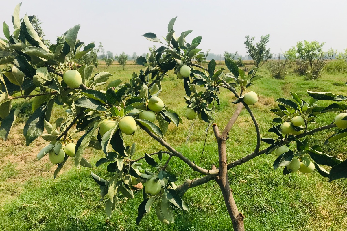 तराईको गर्मीमा पनि लटरम्म स्याउ