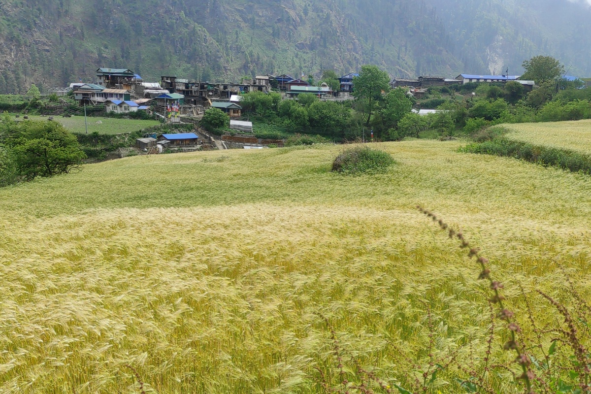 जलवायु परिवर्तनको प्रभाव: मनाङमा खेती गर्ने समय पनि परिवर्तन हुँदै