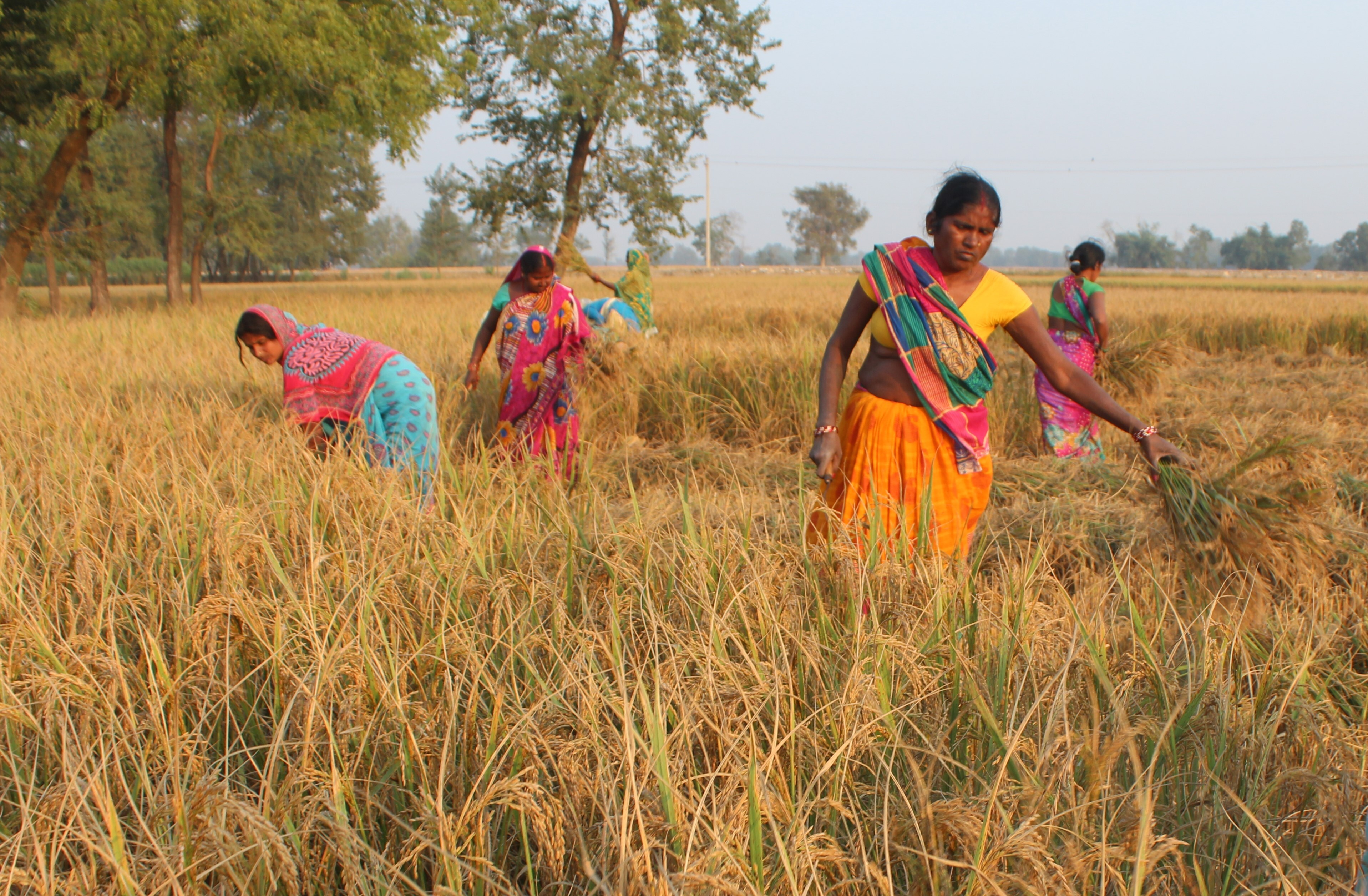 जनगणनाको नतिजाः सम्पत्ति र दक्षतामा आधारित काममा पुरुषकै कब्जा