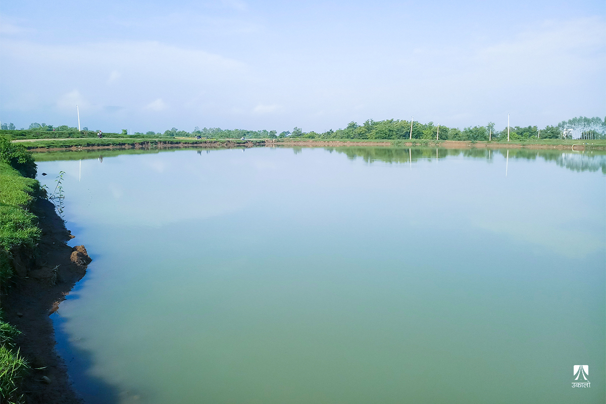 घोराही उपमहानगरले बनाएका ४३ जलाशय : फेर्दैछन् किसानको जीवन र पालिकाको मुहार