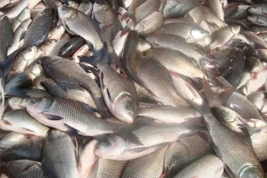 माछामा आत्मनिर्भर बन्दै पूर्वी नवलपरासी