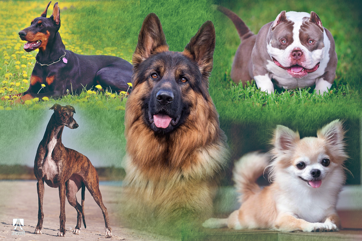 शहरी जनजीवनमा लोकप्रिय बन्दै कुकुरका नयाँ प्रजातिः कुन जातका विशेषता कस्ता? 