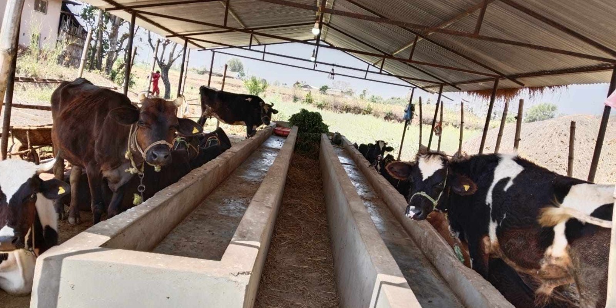 शिक्षण छाडेर पशुपालनमा रमाइरहेका गोपाल