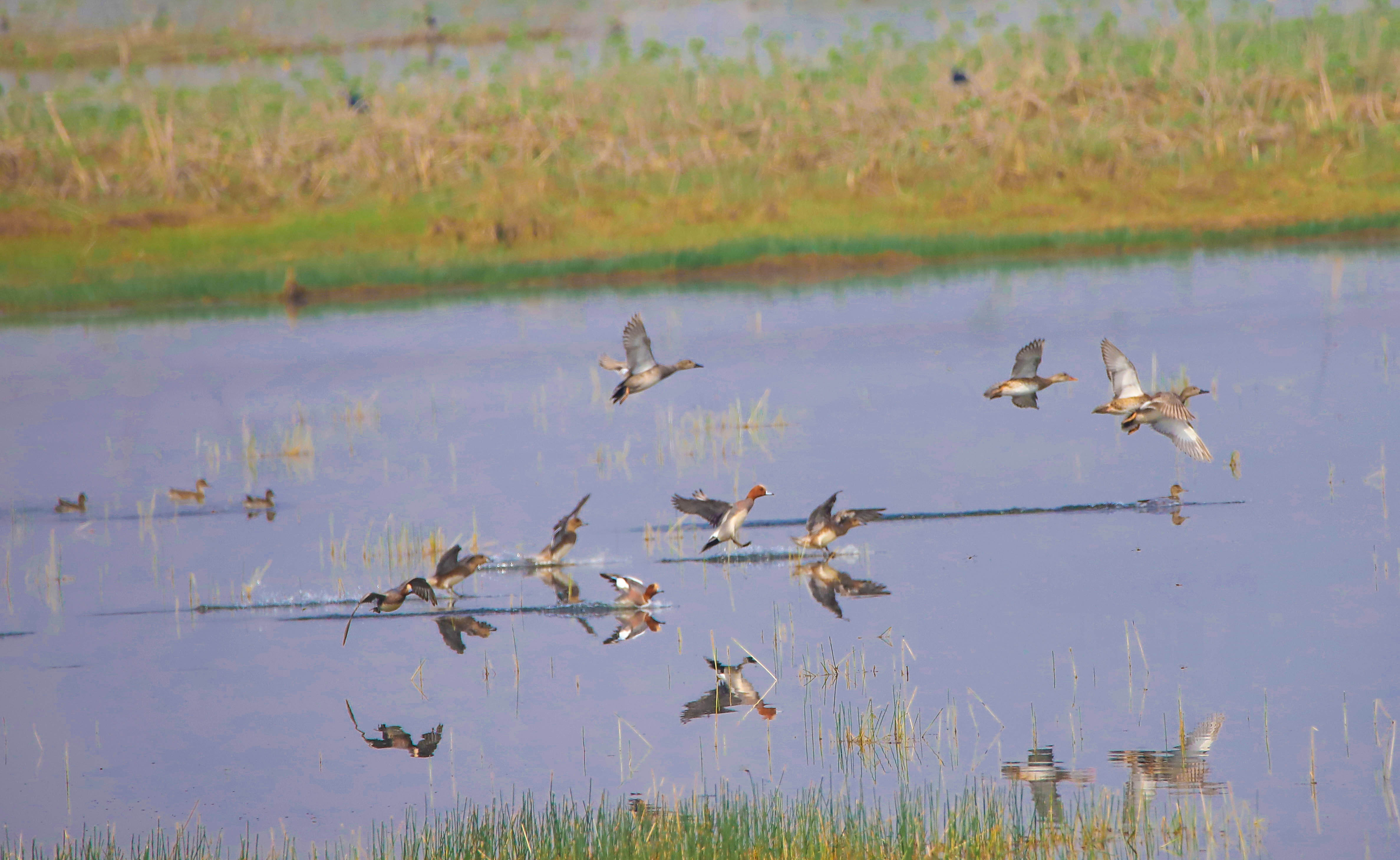 चरा हेर्न जगदीशपुर [तस्वीरहरू] 