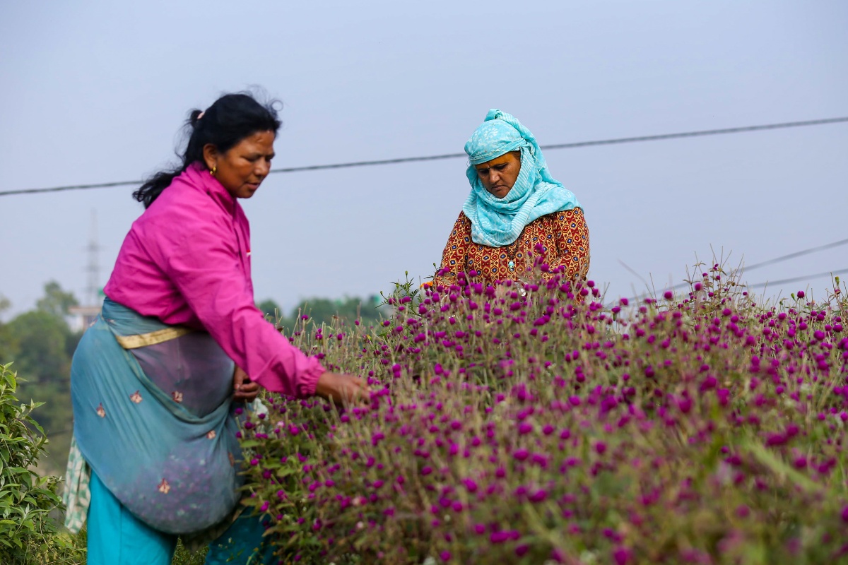 तिहारलाई फूल टिप्न व्यस्त भक्तपुर गुन्डुका किसान [तस्वीरहरू]