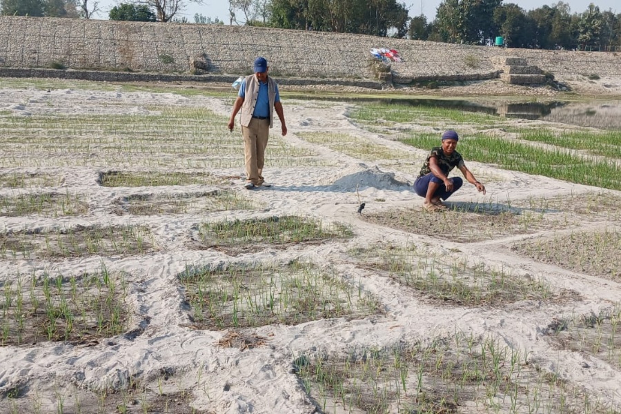 बगरमा स्थानीयले नै प्याजखेती गर्न थालेपछि भारतीय खर्बुजा व्यापारी आउन छाडे
