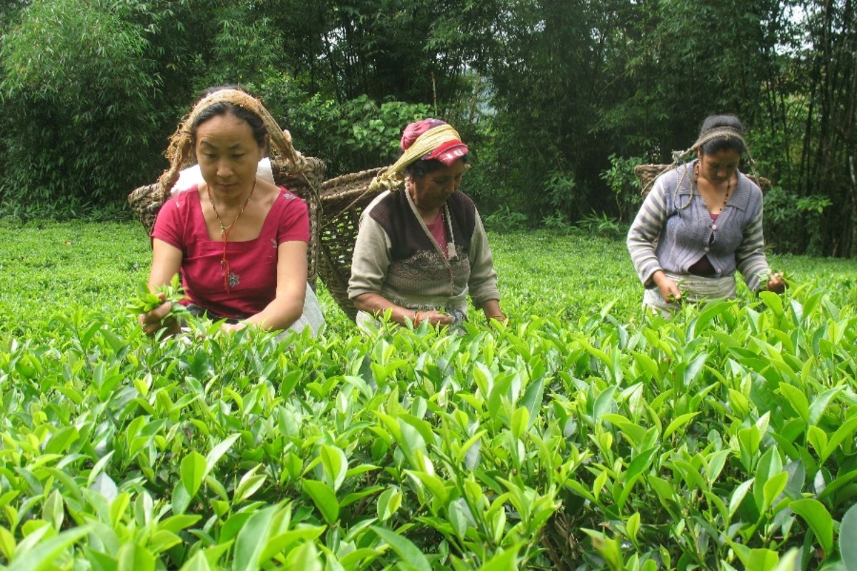 मेची भन्सारबाट ५२ प्रतिशतले बढ्यो चिया निर्यात