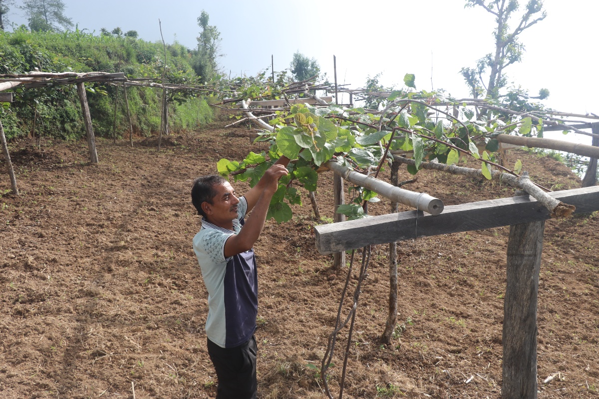 बहुवर्षीय बालीको खेतीमा जुट्दै भोजपुरका किसान