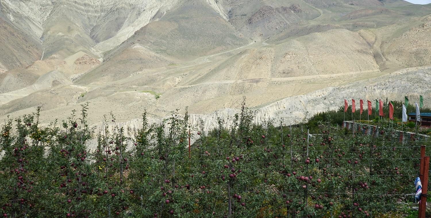 भारतमा सिकेको स्याउखेतीको सीप मुस्ताङमा प्रयोग गर्दै खेमबहादुर