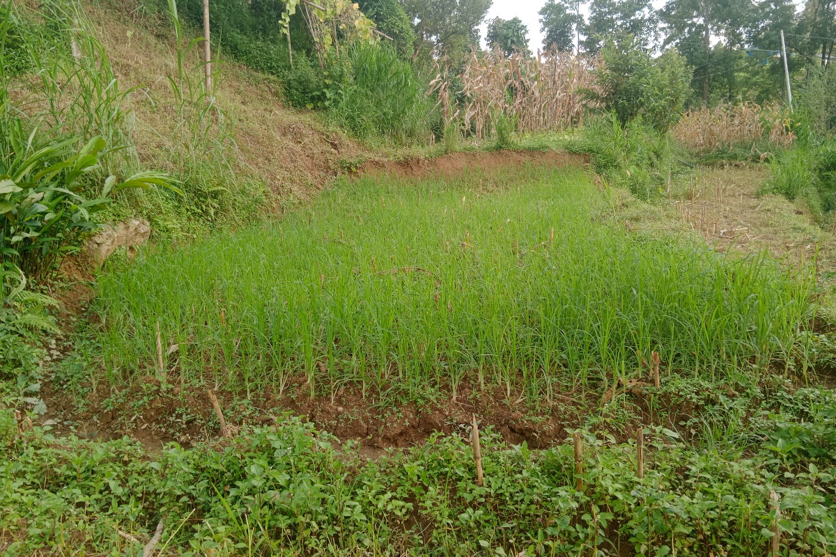 इलाममा बर्सेनि घट्दै कोदो उत्पादन, भारतबाट आयात भने बढ्यो