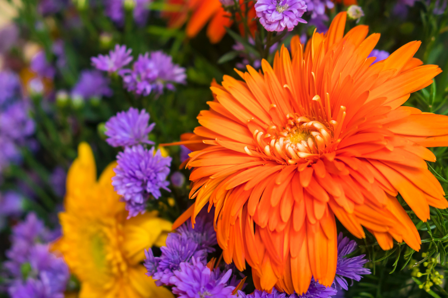 तिहारमा प्रतिबन्धित भारतीय फूल आयात हुँदा नेपाली उत्पादनको अवमूल्यन