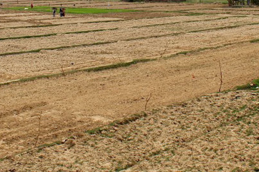 वर्षा नहुँदा उदयपुरमा मकैखेती गर्न कठिनाइ