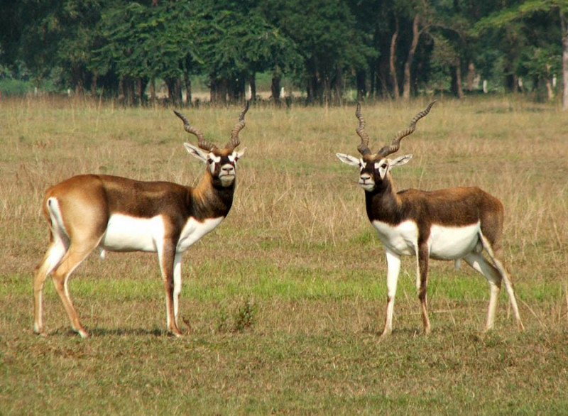 कृष्णसारको आहारा संकट टार्न संरक्षण क्षेत्रभित्रै मौसमीखेती
