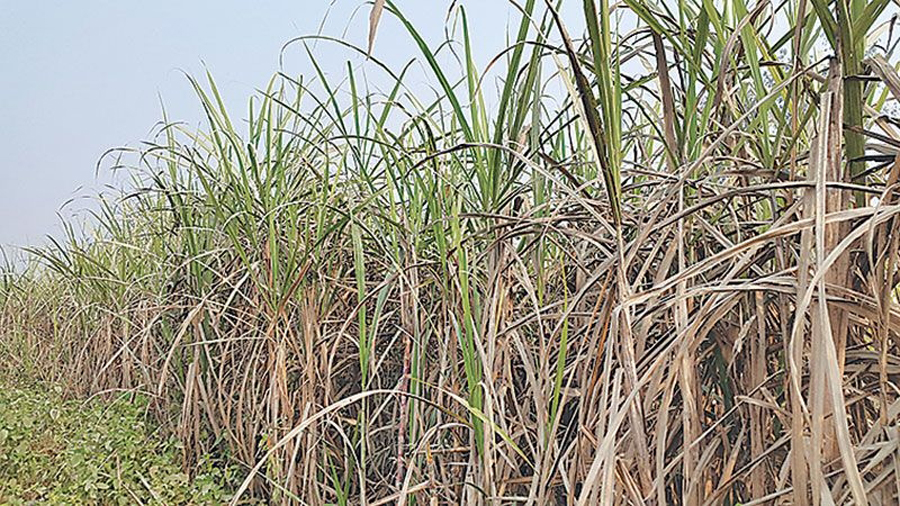 कञ्चनपुरका उखु किसानले ३२ करोड अनुदान पाउन बाँकी