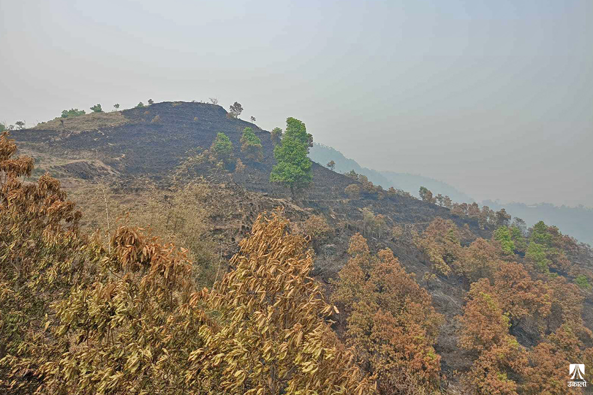 वन श्रमिकका समस्या: न बीमा न सुरक्षा