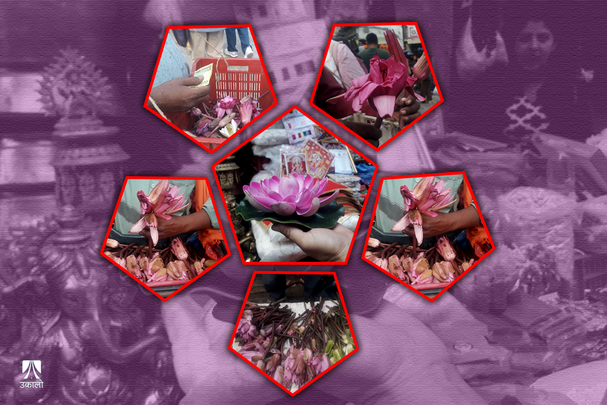 असन क्षेत्रमा कमलको व्यापार, यस्तो छ धार्मिक विश्वास