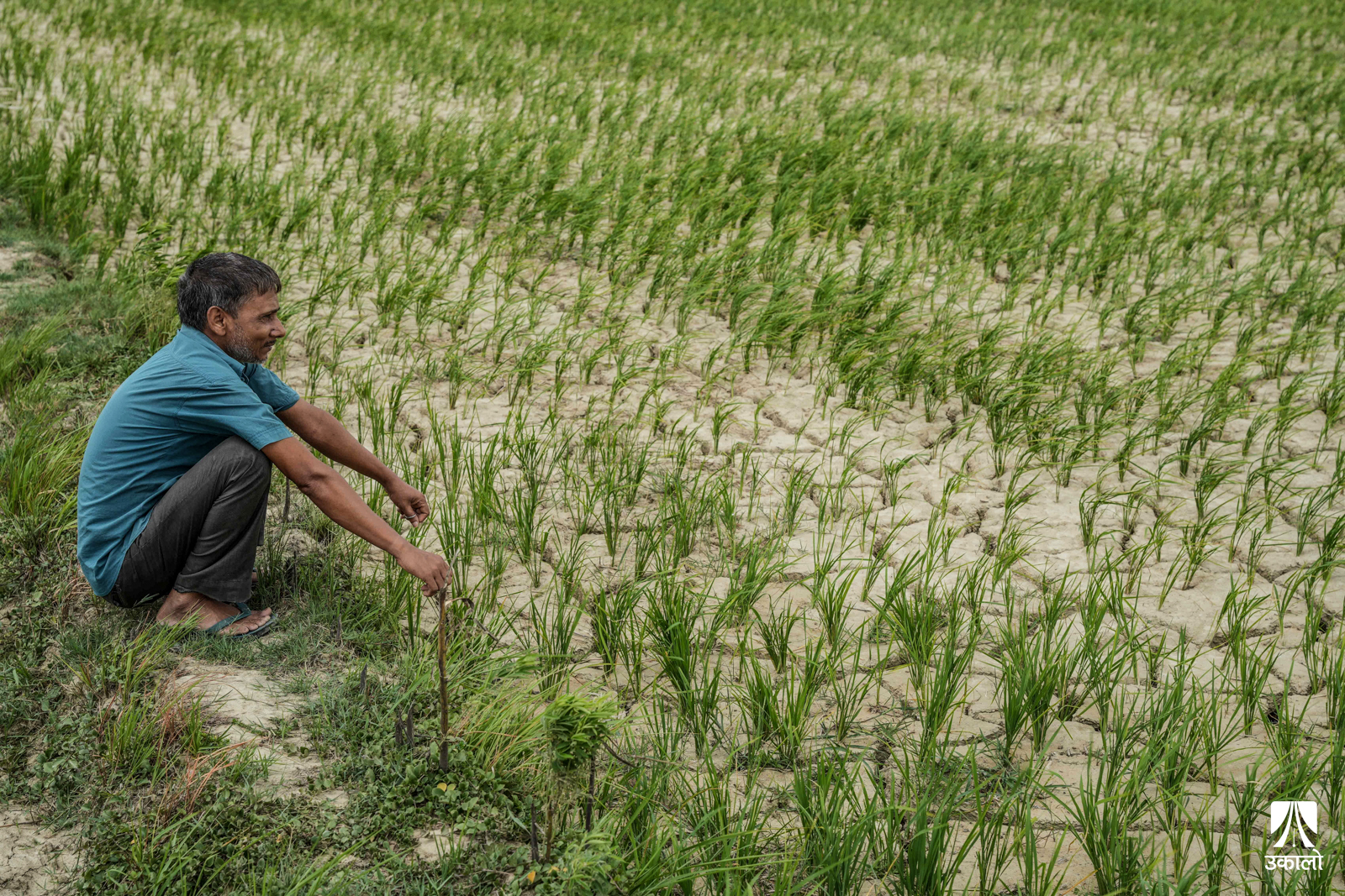 मधेशमा किसानको चिन्ताः खेत सुक्यो, बीउ मर्‍यो