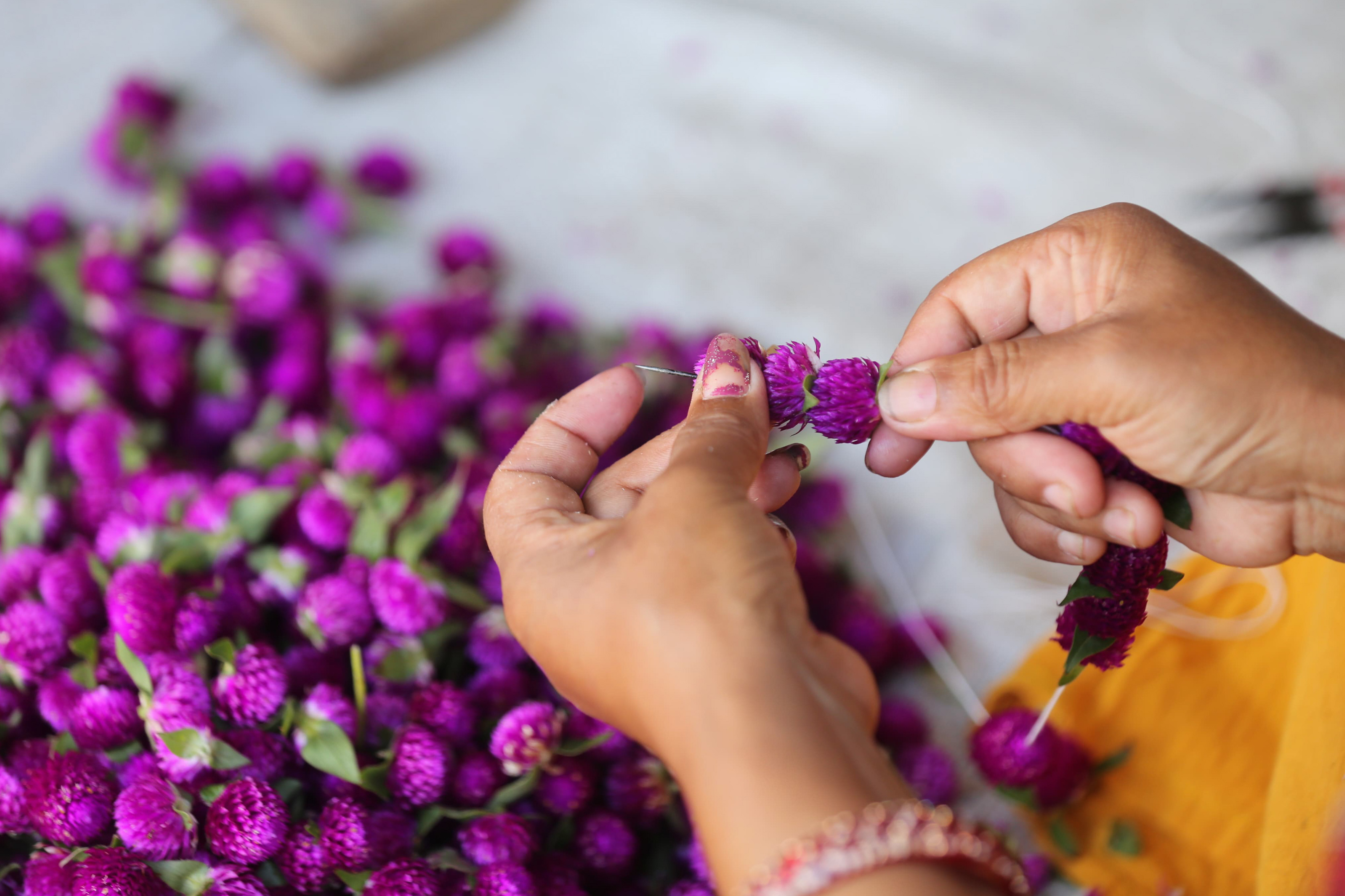 किसानका घरदैलोमा पुगे व्यापारी, बढ्यो सयपत्री र मखमली फूलको मूल्य