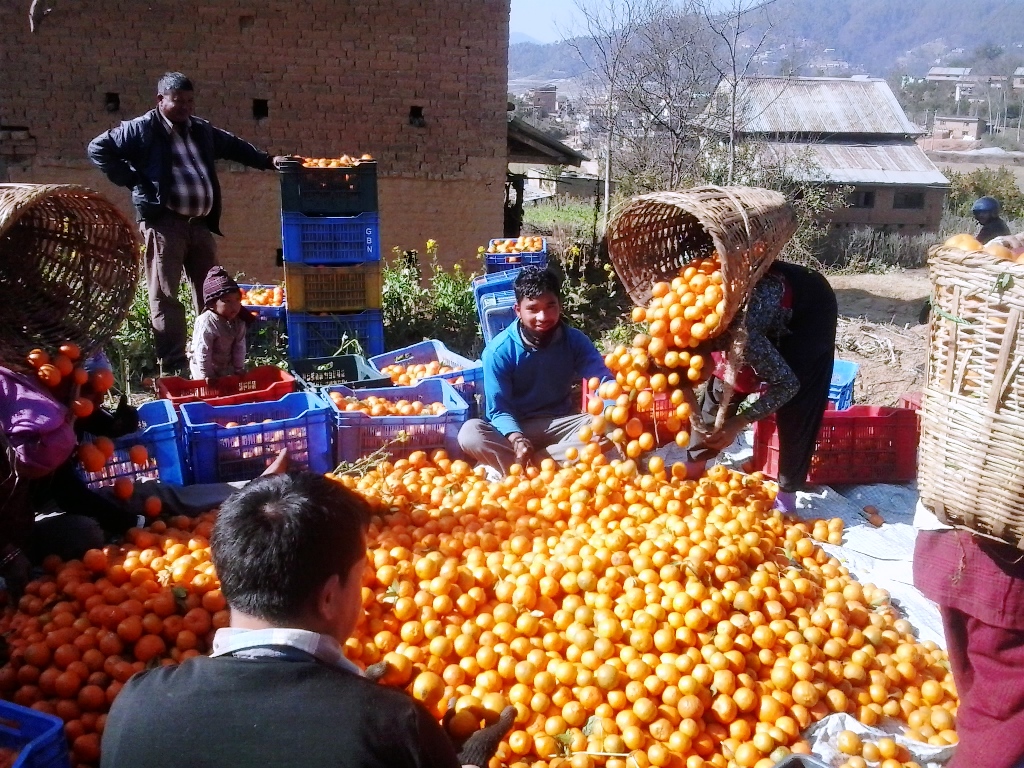 काभ्रेपलान्चोकमा सुन्तला उत्पादन १० प्रतिशतले बढ्ने, ८ हजार मेट्रिकटन पुग्ने अनुमान