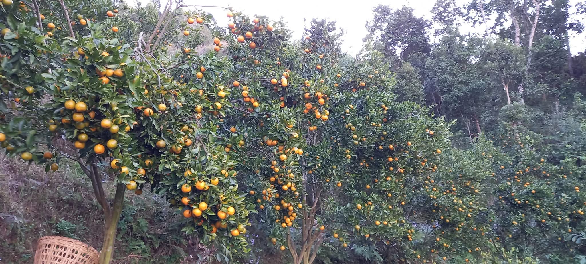 एउटै कृषक समूहद्वारा ८७ लाखको सुन्तला बिक्री