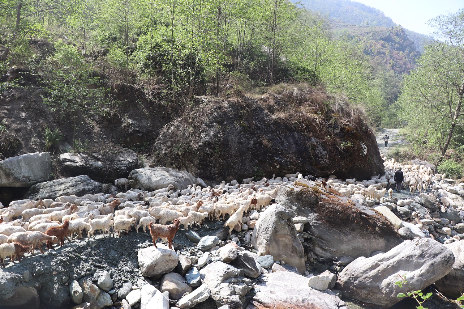 गर्मी छल्न लेक उक्लिँदै म्याग्दीका घुम्ती पशुगोठ