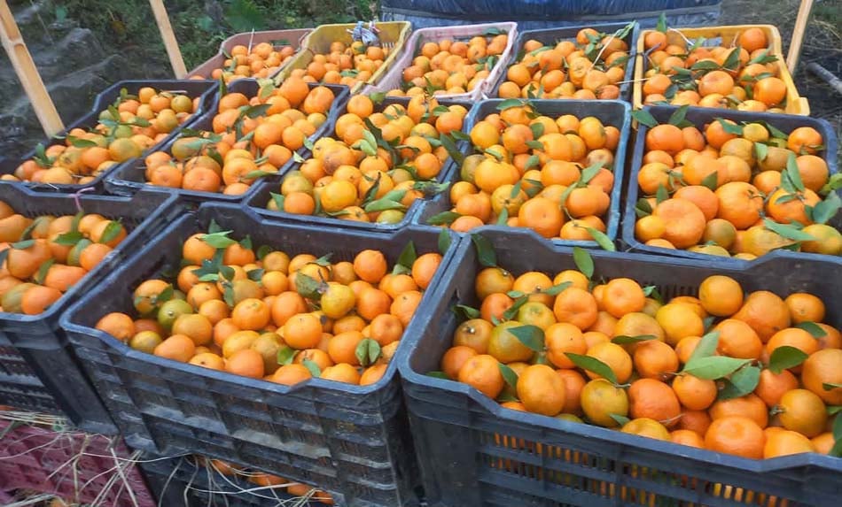 खोटाङमा ३ हजार ४१० मेट्रिकटन सुन्तला उत्पादन, ३४ करोड आम्दानी हुने अनुमान