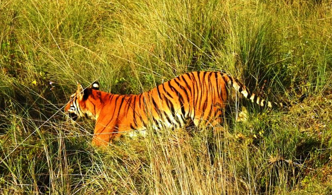 शुक्लाफाँटा राष्ट्रिय निकुञ्जमा बाघ गणना शुरू