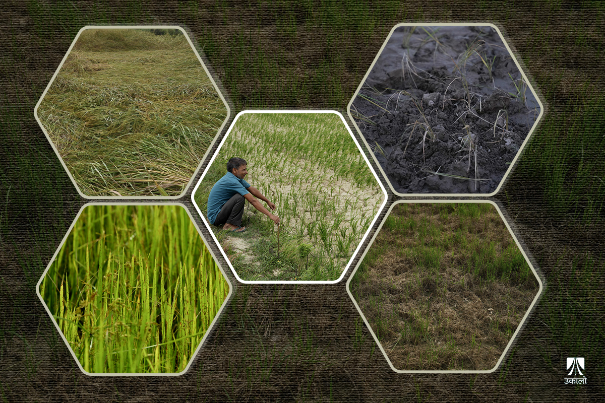 मौसमको फेरबदलसँगै खेती गर्ने शैली बदल्नुपर्ने हो?