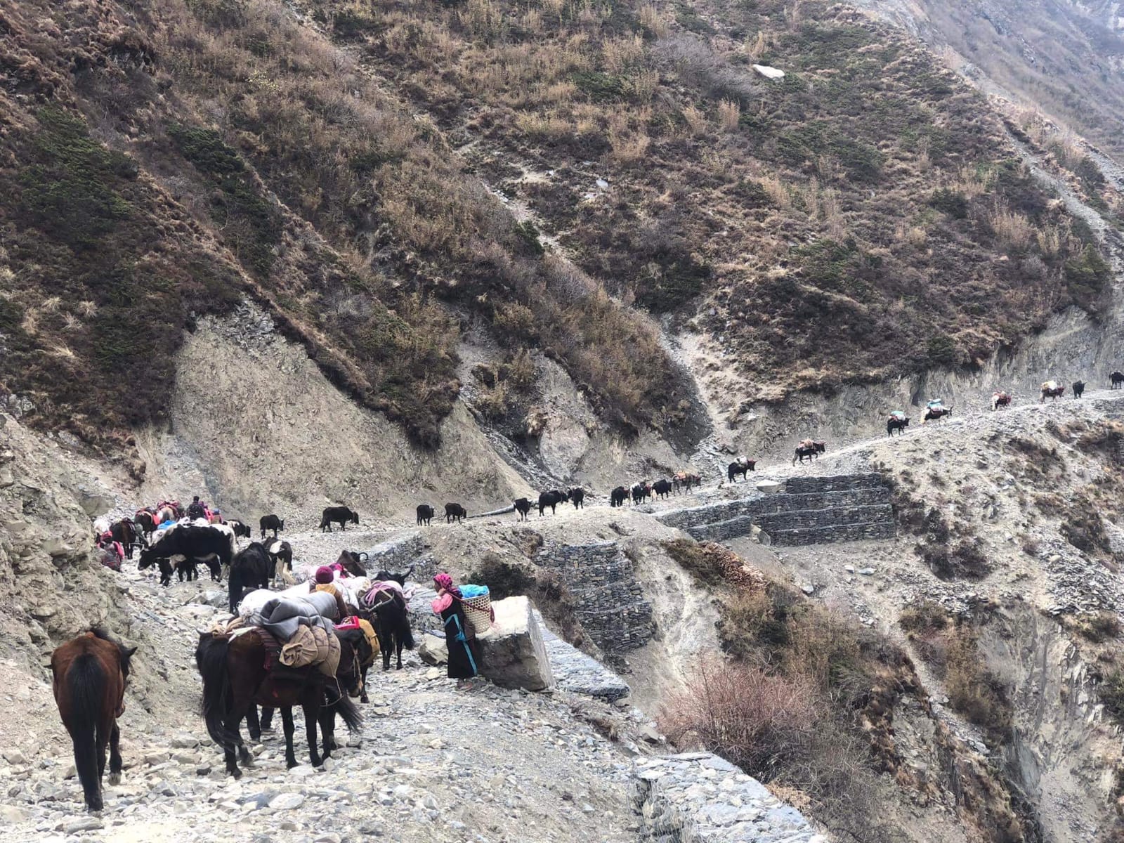 यार्सागुम्बा संकलन गर्न लेकतिर लागे छेकम्पारवासी