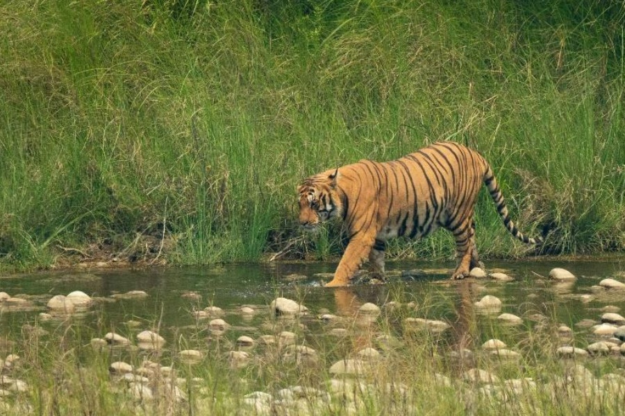 बर्दिया राष्ट्रिय निकुञ्जमा पाटेबाघको संख्या १२५ पुग्यो