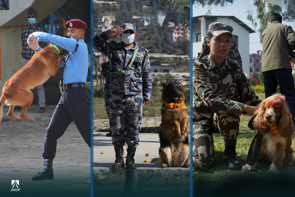 सुरक्षा निकायका कुकुरको पूजा र कला प्रदर्शन (तस्वीरहरू)
