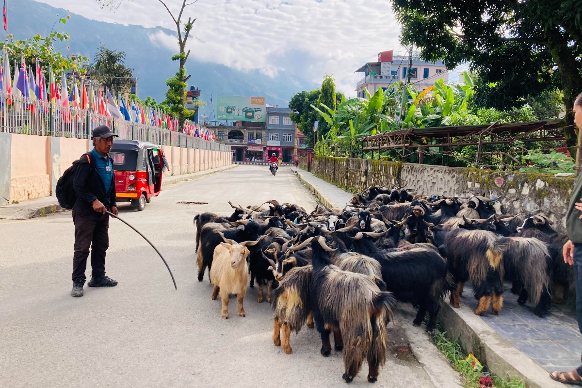 मूल्य सस्तिएपछि बढ्यो च्याङ्ग्राको व्यापार