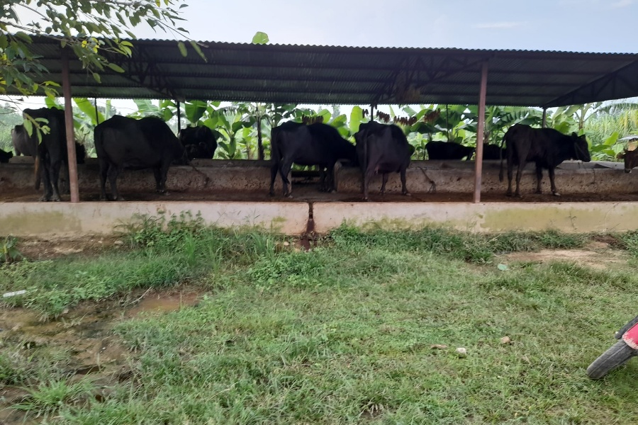 तराईमा अत्यधिक चिसो, घरपालुवा जनावरलाई समेत समस्या