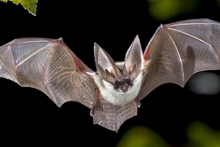 चमेराको संख्या घट्दा शिशु मृत्युदरमा वृद्धि : रिपोर्ट