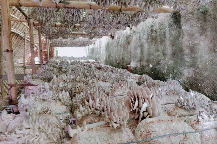 विदेशको कमाइले स्वदेशमा उद्यमी