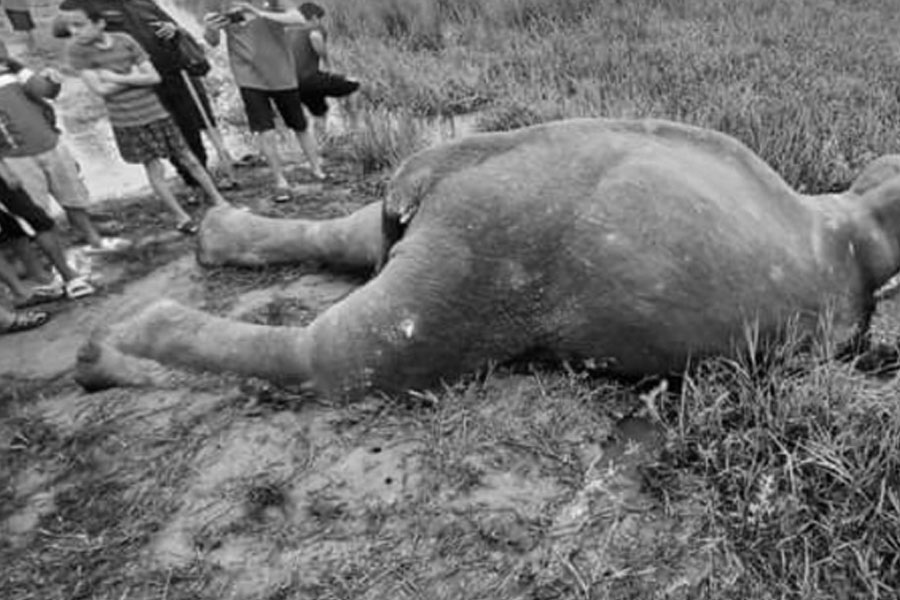 झापामा मृत भेटियो जंगली हात्ती 