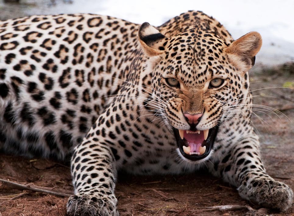 तनहुँमा चितुवाको आक्रमणबाट बालकको मृत्यु