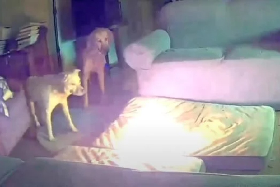 कुकुरले खेल्दाखेल्दै ब्याट्री चपाएपछि घरमा आगलागी 