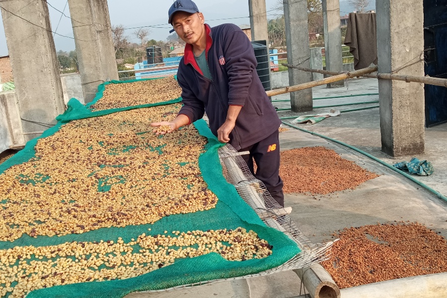 विदेश गएर सीप सिके, स्वदेश फर्किएर कफीखेती 