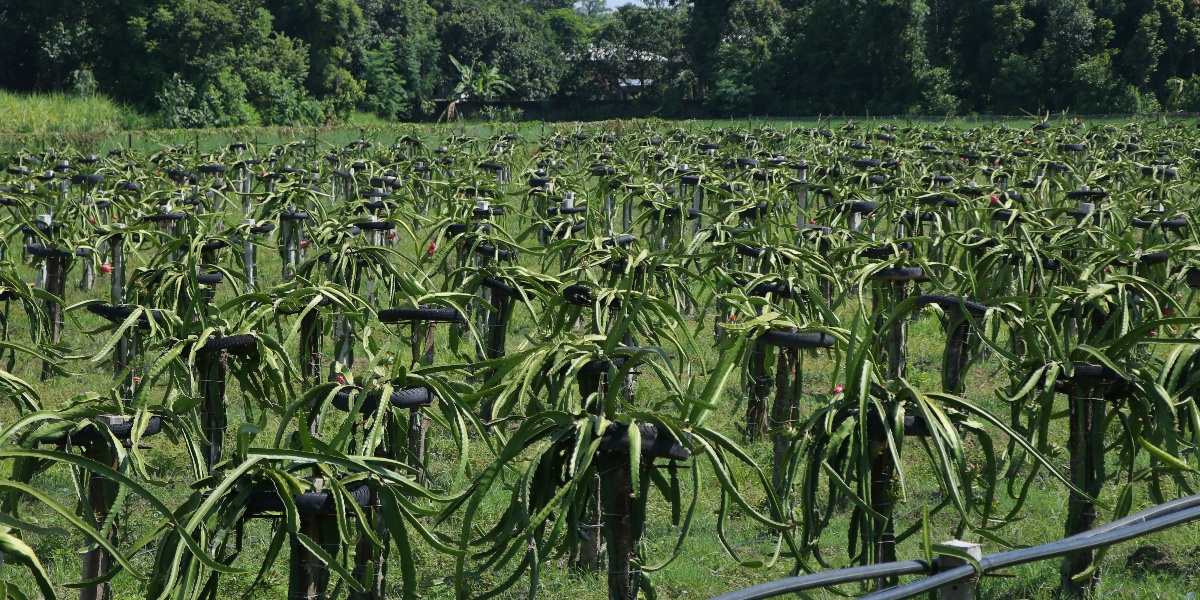 सर्लाहीमा बढ्दै ड्रागन फ्रुटको व्यावसायिक खेती