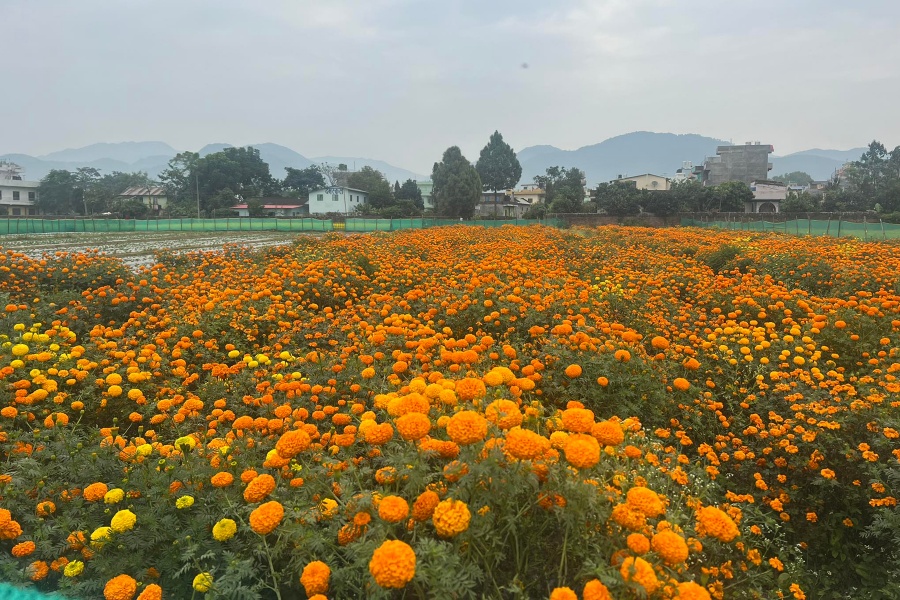 तिहारमै बिक्री भएन फूल, किसान निराश