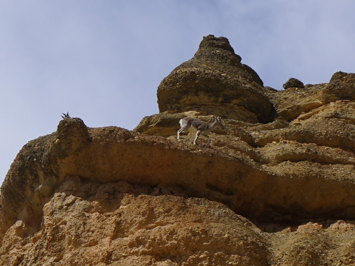 मुस्ताङमा वन्यजन्तुसँगै रमाउन थाले पर्यटक