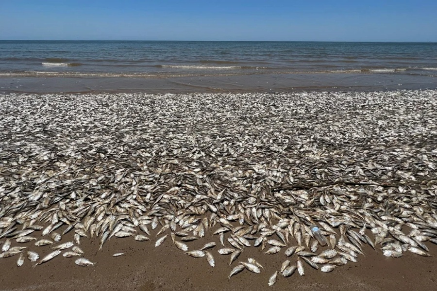 टेक्सासको गल्फ कोस्ट क्षेत्रमा किन मरे हजारौँ माछा?