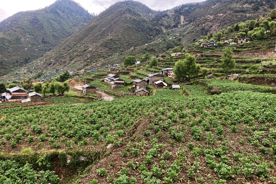 आलुले बजार र मूल्य नपाउँदा मर्कामा किसान, लागतसमेत नउठ्ने चिन्ता