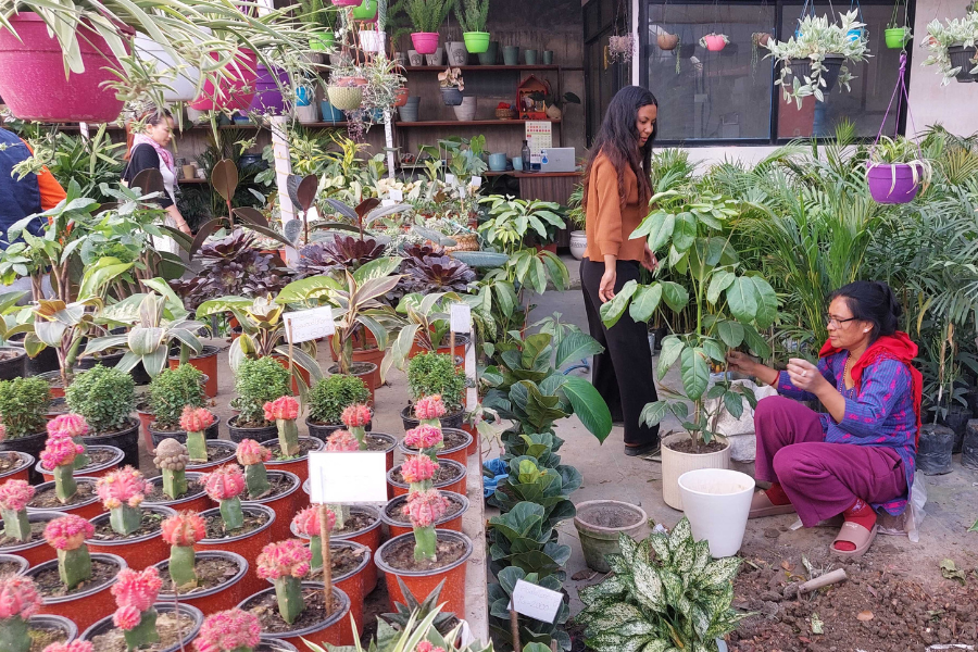 विस्तार हुँदै नर्सरी र फ्लोरिकल्चर, व्यवसायी भन्छन्– लगानी बढाए निर्यात गर्न सकिन्छ