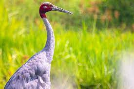 बुद्धले जोगाएको पक्षी बुद्धभूमिमा सङ्कटापन्न