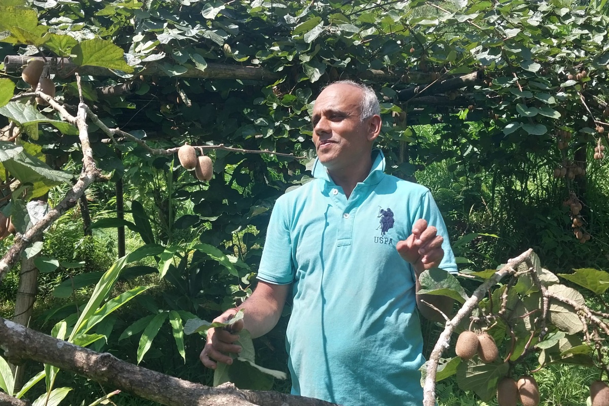 इलामका किसान भन्छन्– किवीभन्दा अलैँचीबाट नै फाइदा