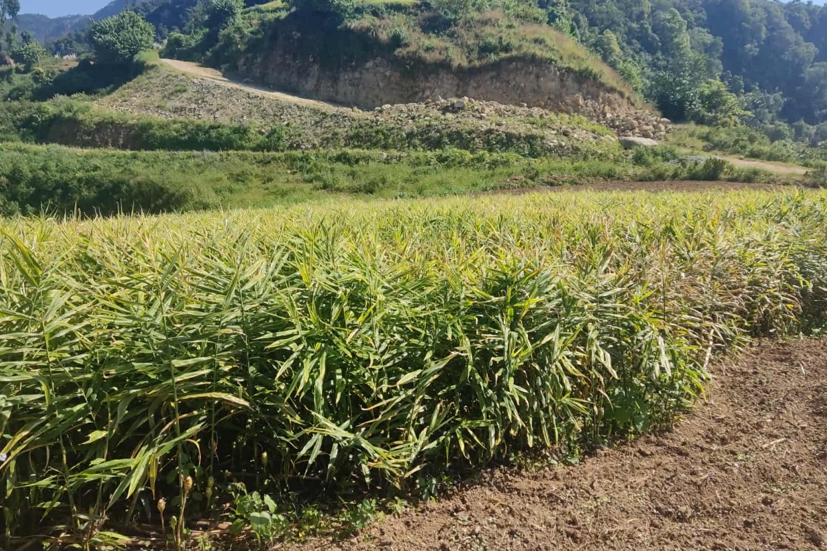 मूल्य खस्किएपछि समस्यामा दाङका अदुवा किसान