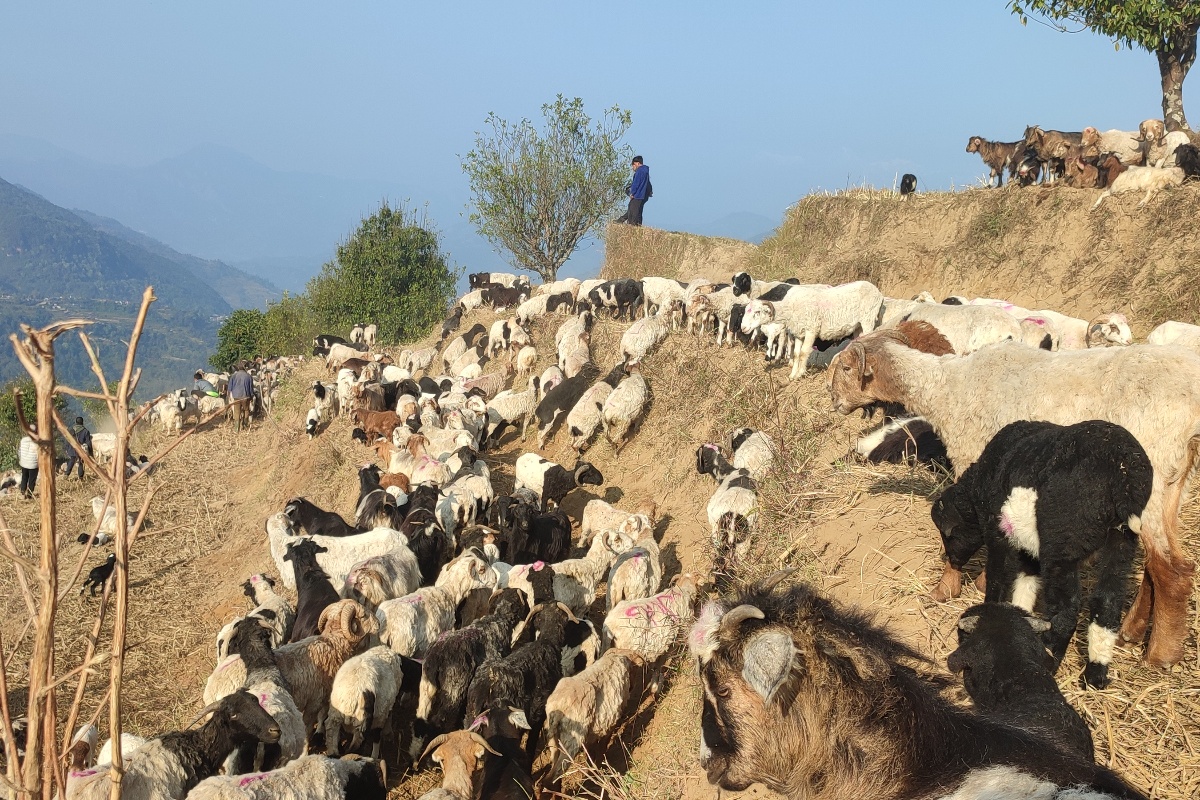 गर्मी बढेसँगै लेकतर्फ भेडाका बथान